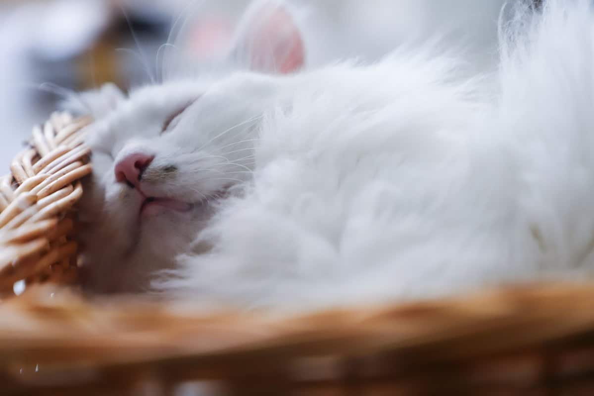 Blut im Urin bei Katzen – go4vet