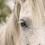 Blutwerte beim Pferd: Standard-Blutbild, Stoffwechsel & Profile