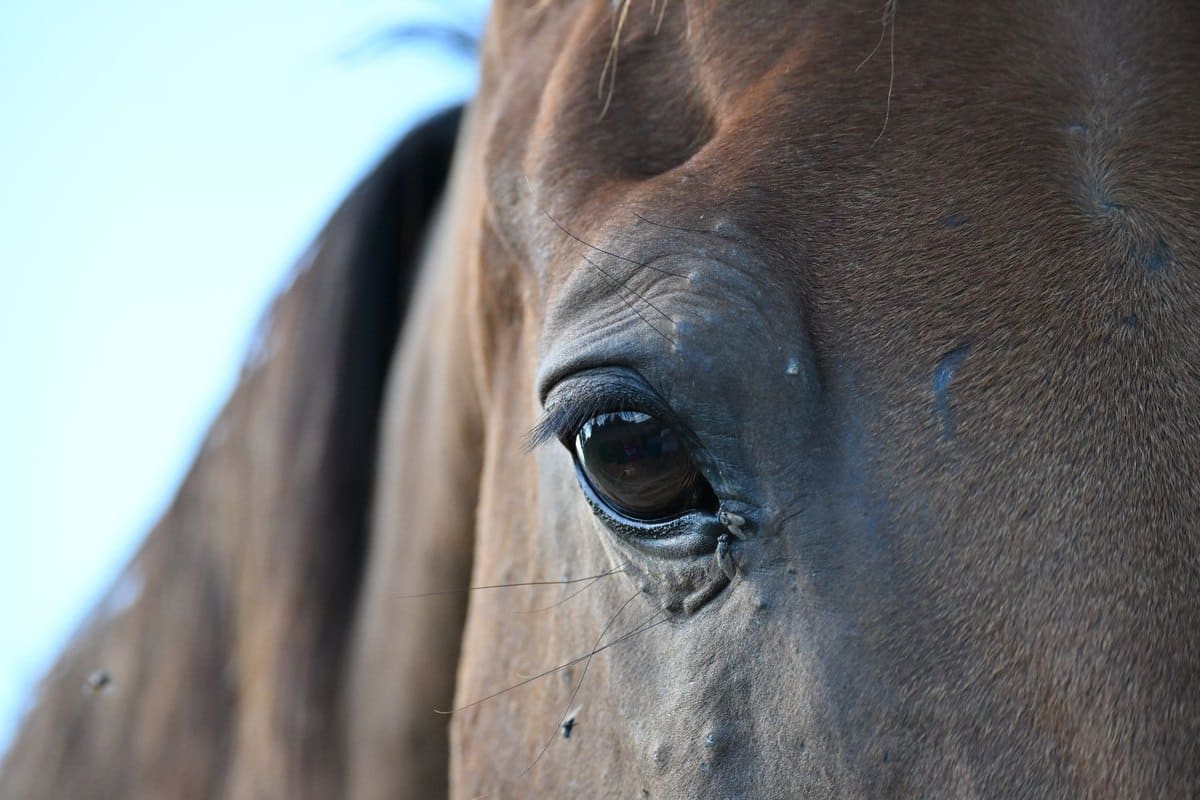 Blutwerte beim Pferd: Standard-Blutbild, Stoffwechsel & Prof – go4vet