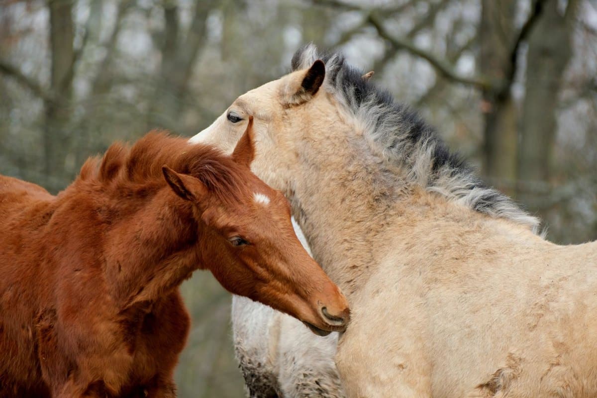 Blutwerte beim Pferd: Standard-Blutbild, Stoffwechsel & Prof – go4vet