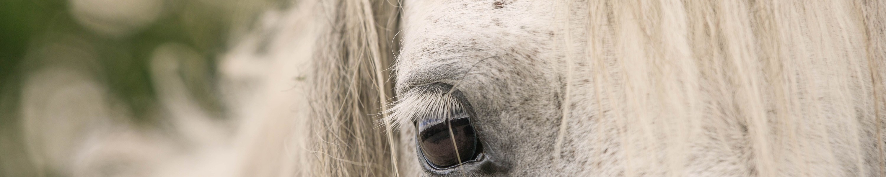 Blutwerte beim Pferd: Standard-Blutbild, Stoffwechsel & Profile