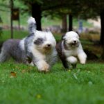 Bobtail (Old English Sheepdog)