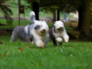 Bobtail (Old English Sheepdog)
