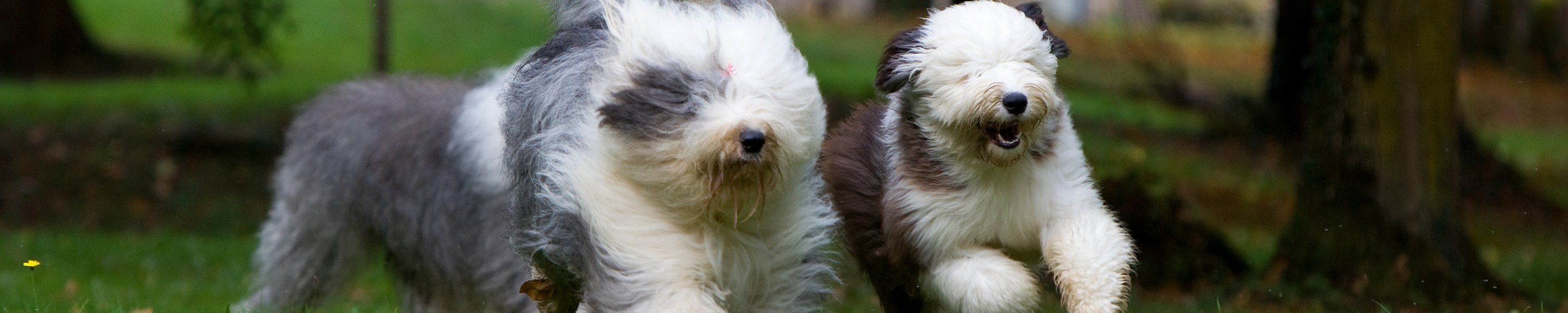 Bobtail (Old English Sheepdog)