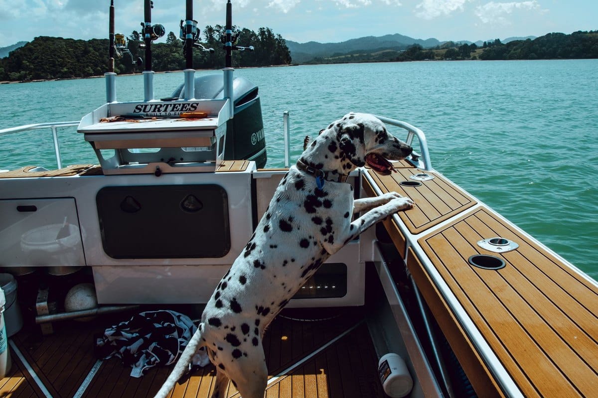 Bootfahren und SUP mit Hund: sicher aufs Wasser – go4vet