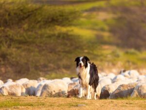 Border Collie