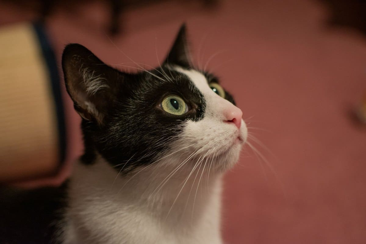 Borreliose bei Katzen – go4vet