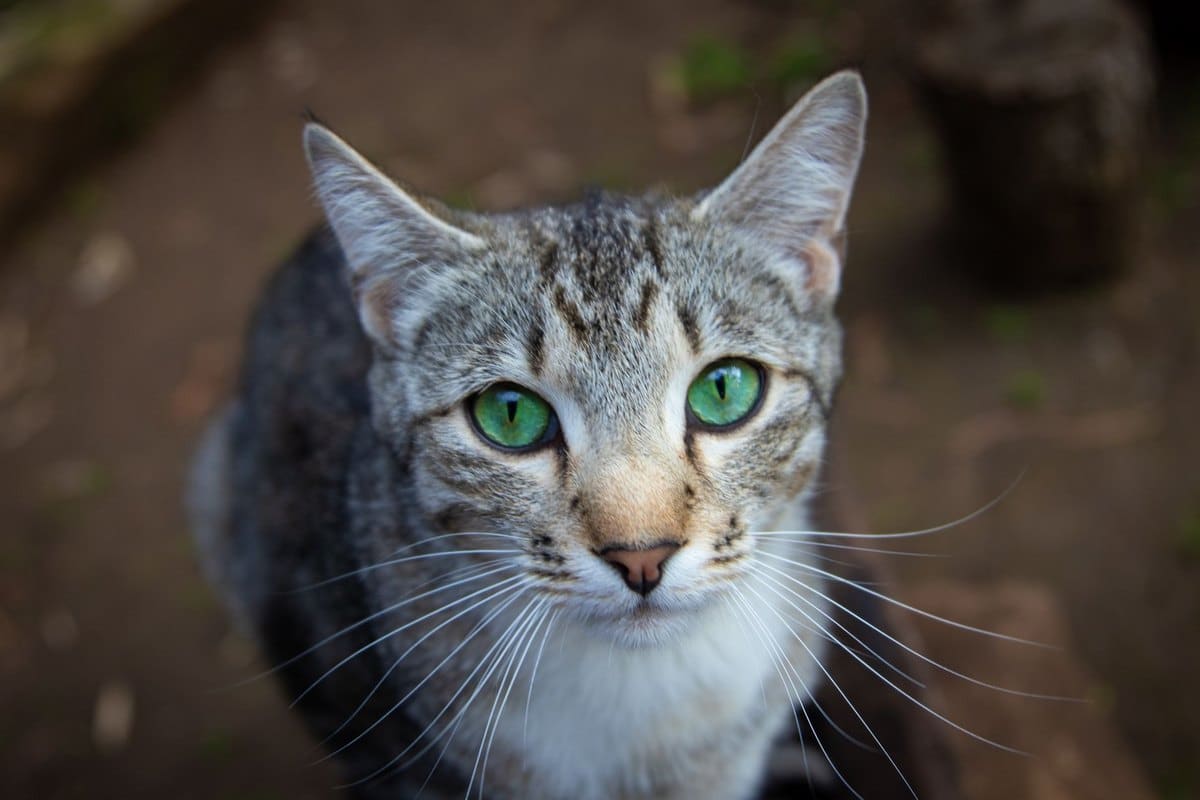 Borreliose bei Katzen – go4vet