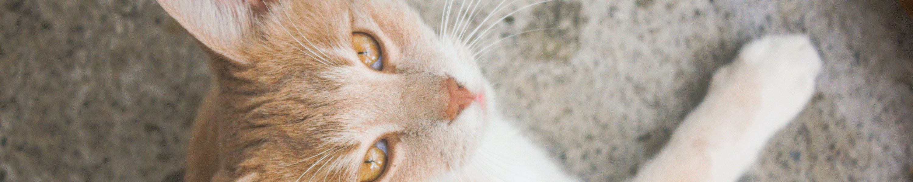 Borreliose bei Katzen