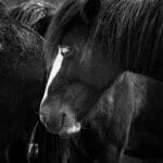 Borreliose beim Pferd: Lyme-Borreliose erkennen und behandeln