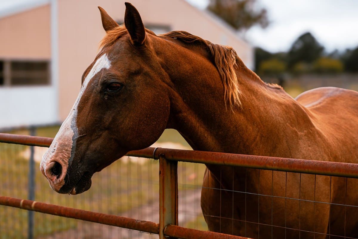 Borreliose beim Pferd: Lyme-Borreliose erkennen und behandel – go4vet