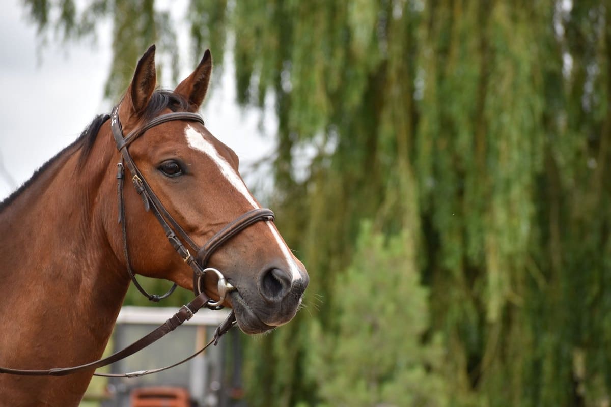 Borreliose beim Pferd: Lyme-Borreliose erkennen und behandel – go4vet