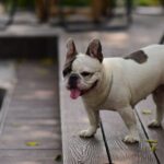 Brachycephales Syndrom beim Hund
