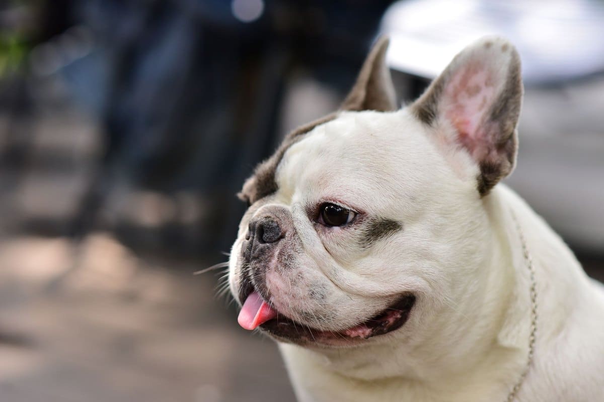 Brachycephales Syndrom beim Hund – go4vet