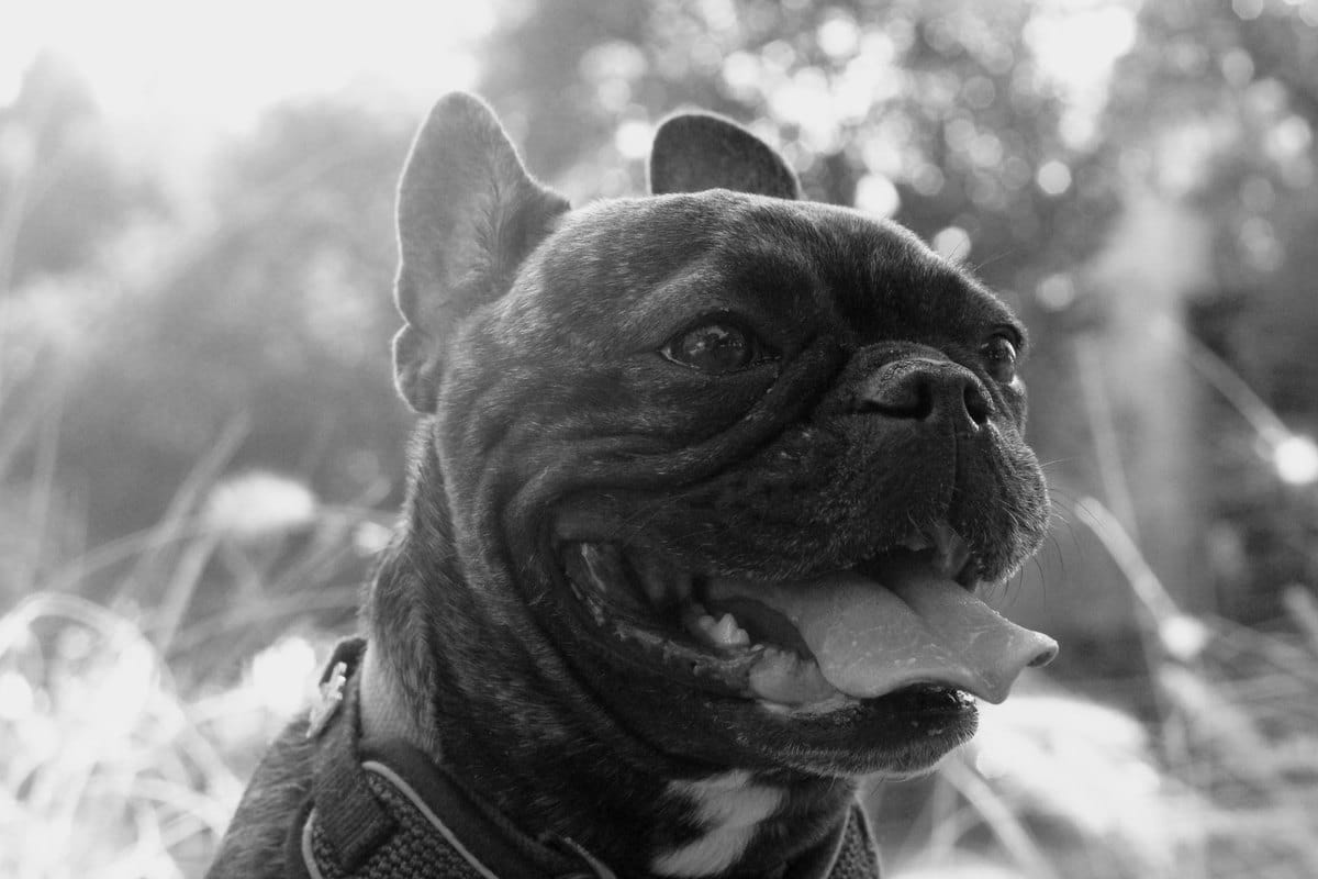 Brachycephales Syndrom beim Hund – go4vet