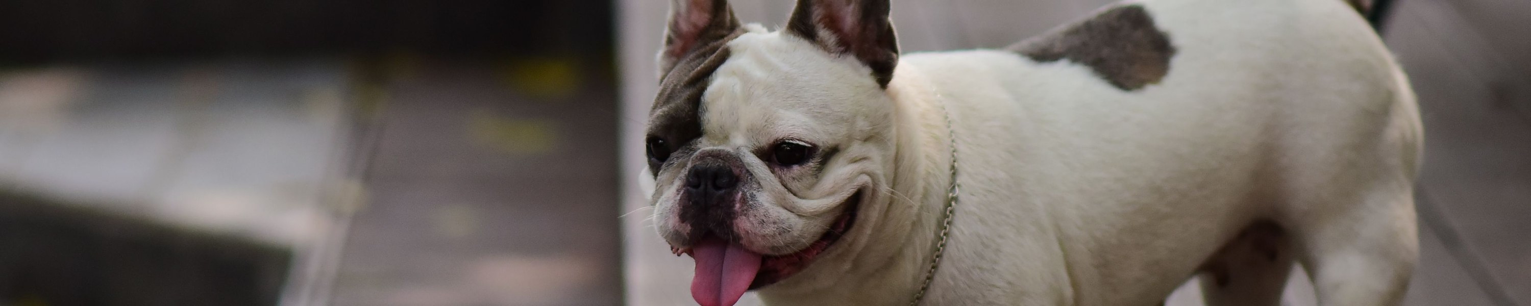Brachycephales Syndrom beim Hund