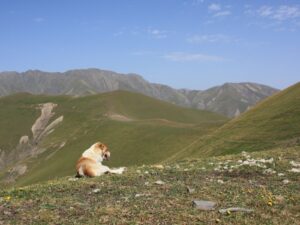Braque Saint-Germain
