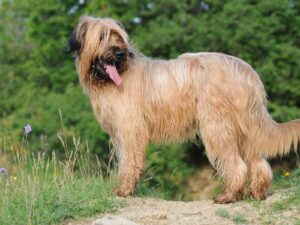 Briard