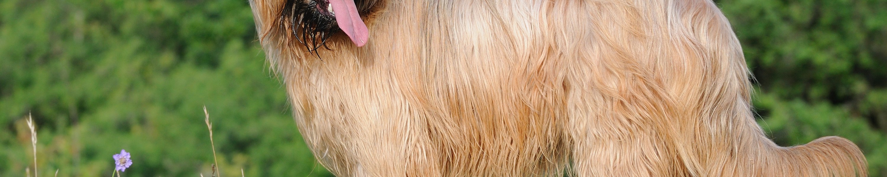 Briard