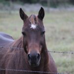 Brüchige Hufe beim Pferd: was wirklich hilft