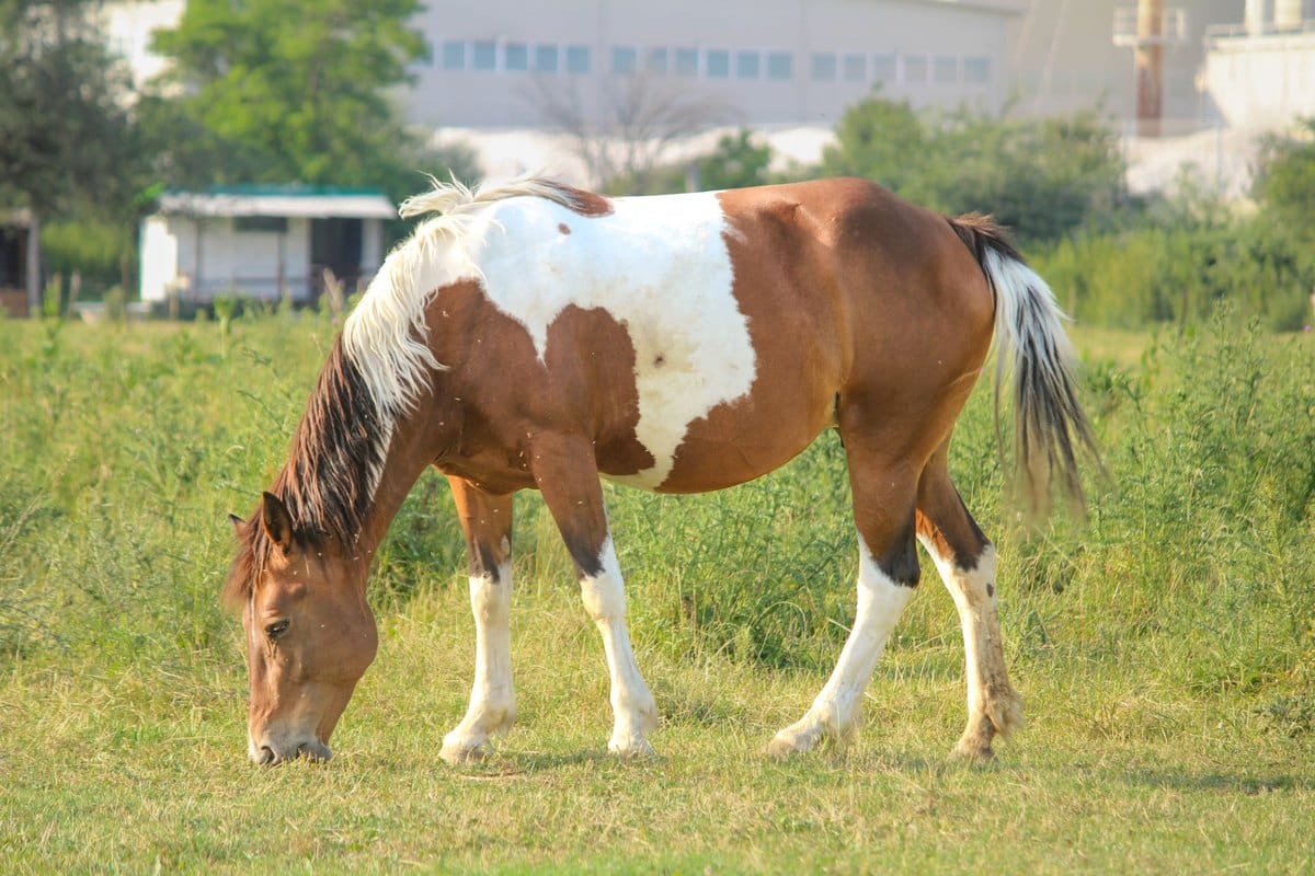 Brüchige Hufe beim Pferd: was wirklich hilft – go4vet