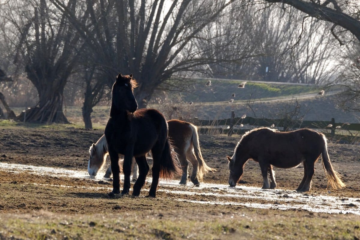 Brüchige Hufe beim Pferd: was wirklich hilft – go4vet