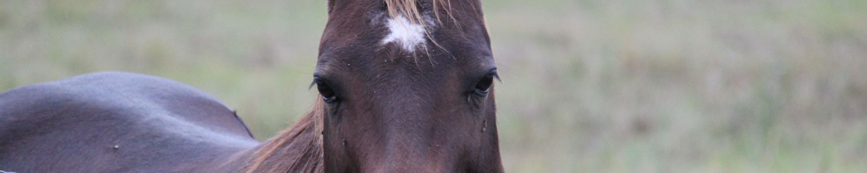 Brüchige Hufe beim Pferd: was wirklich hilft