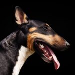 Bull Terrier
