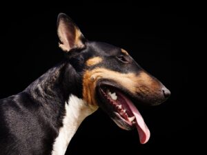 Bull Terrier