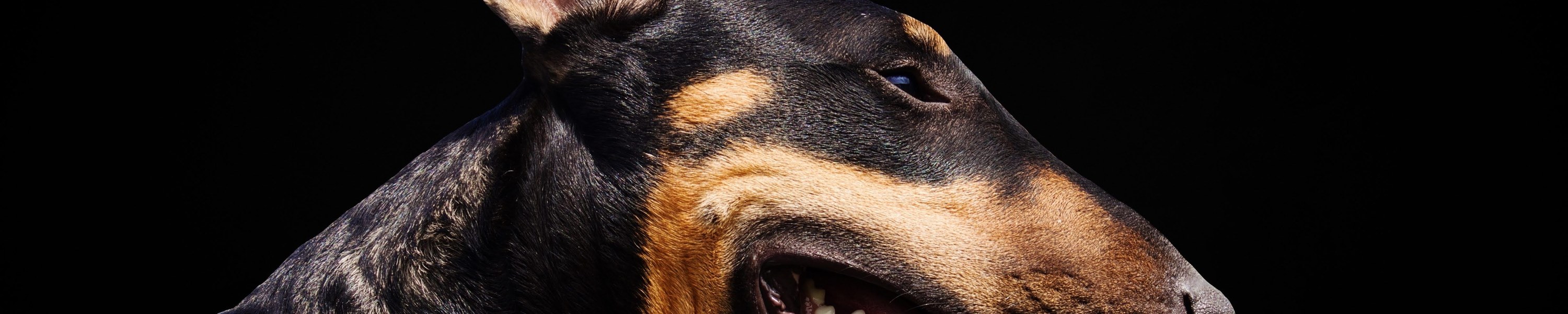 Bull Terrier