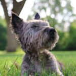 Cairn Terrier