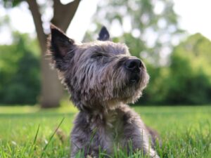 Cairn Terrier