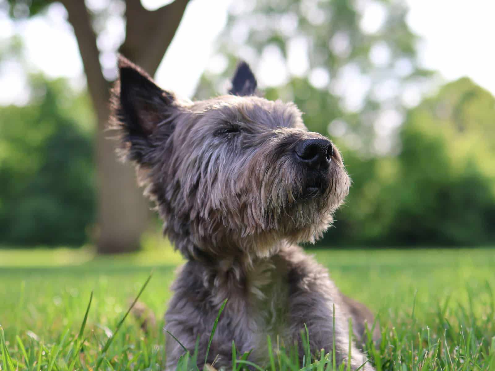 Cairn Terrier