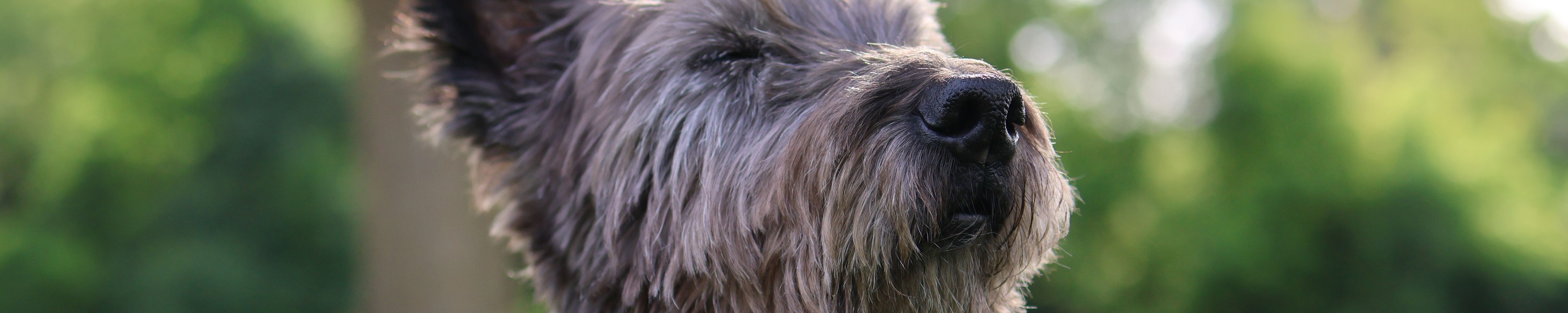 Cairn Terrier