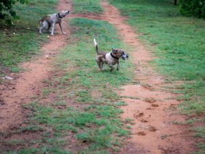 Cane Corso