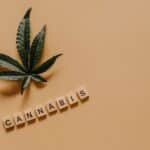 Cannabis Hund: Was passiert wenn Hunde Cannabis fressen?