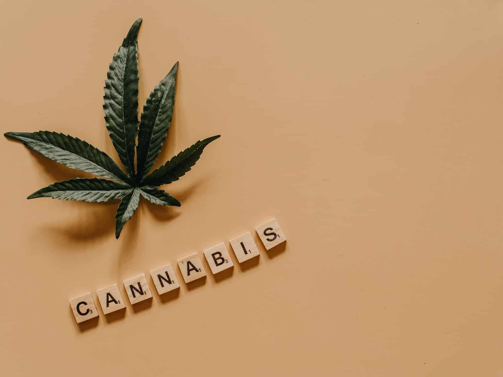 Cannabis Hund: Was passiert wenn Hunde Cannabis fressen?