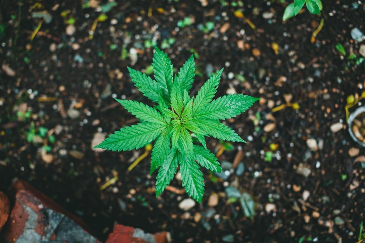 Cannabis Hund: Was passiert wenn Hunde Cannabis fressen? – go4vet