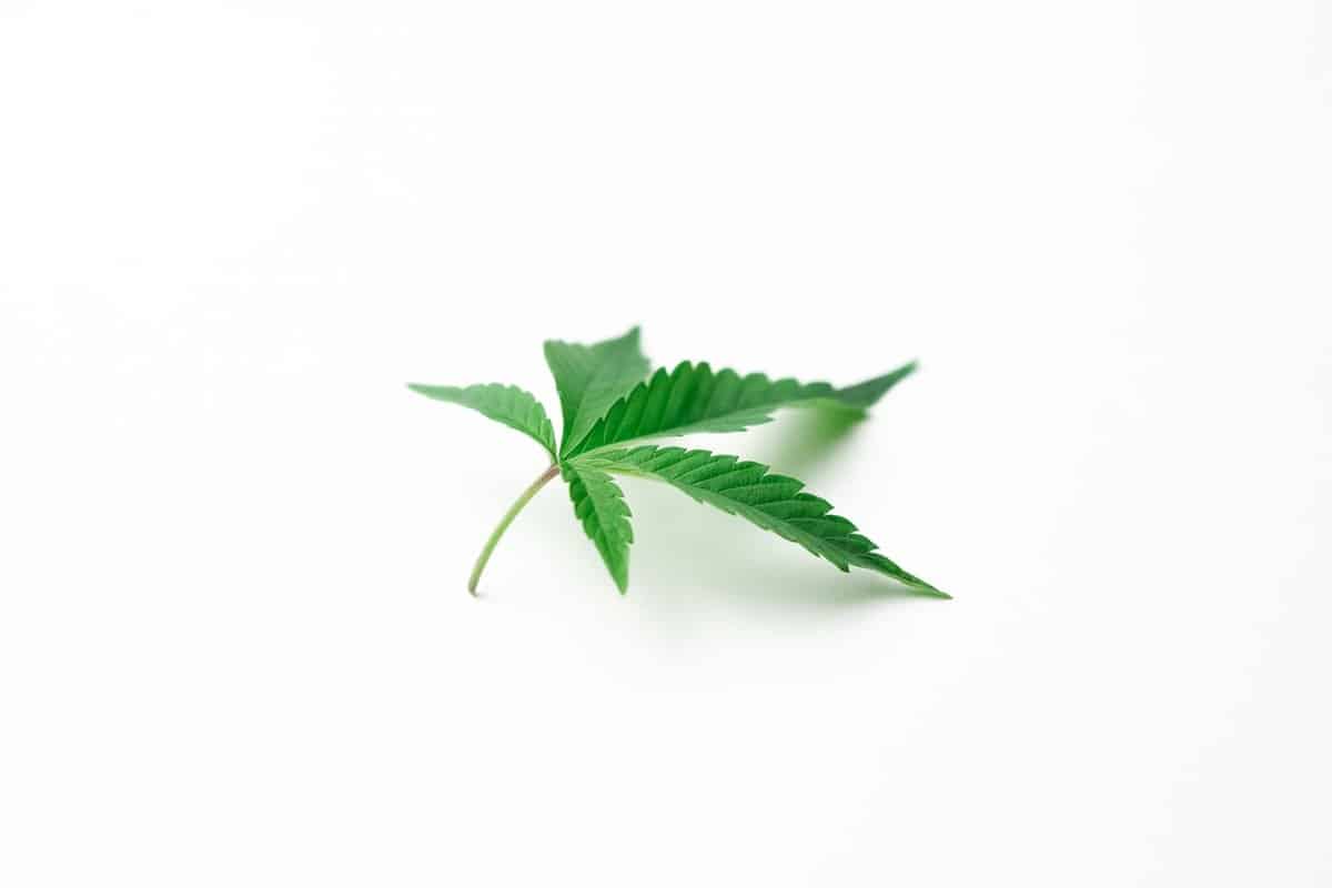 Cannabis Hund: Was passiert wenn Hunde Cannabis fressen? – go4vet