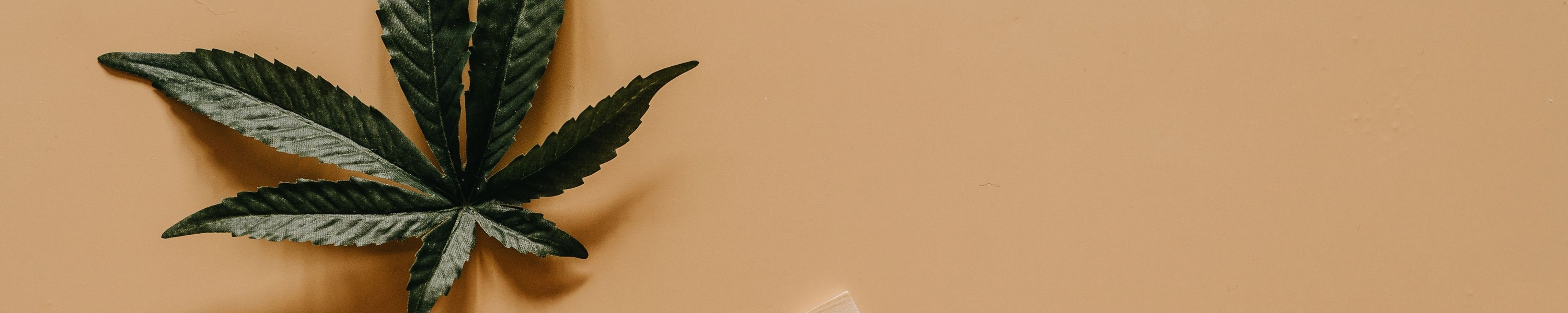 Cannabis Hund: Was passiert wenn Hunde Cannabis fressen?