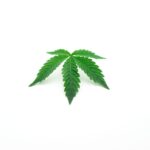 Cannabis Katze: Was passiert wenn Katzen Cannabis fressen?
