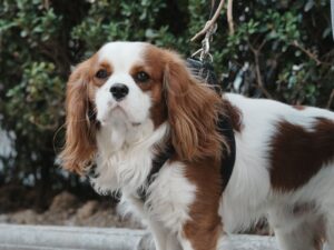 Cavalier King Charles Spaniel