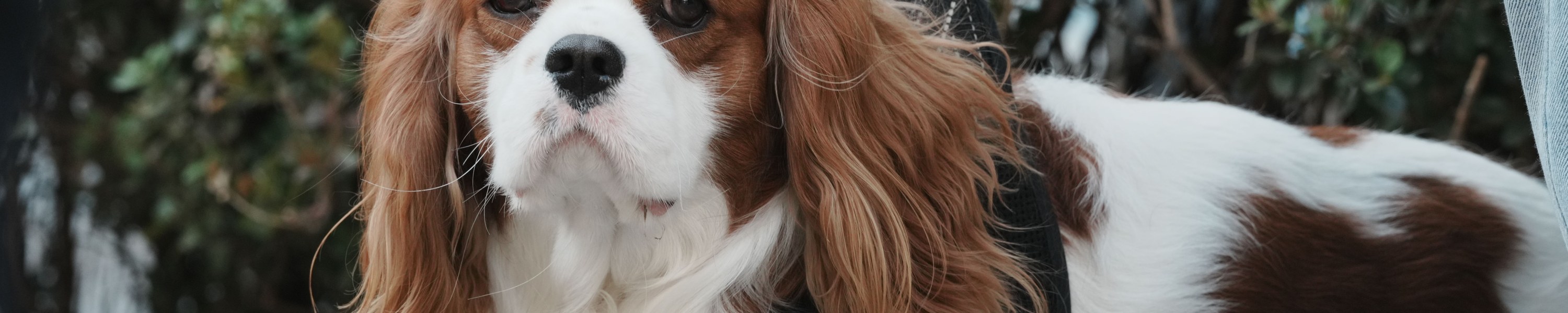 Cavalier King Charles Spaniel
