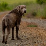 Chesapeake Bay Retriever