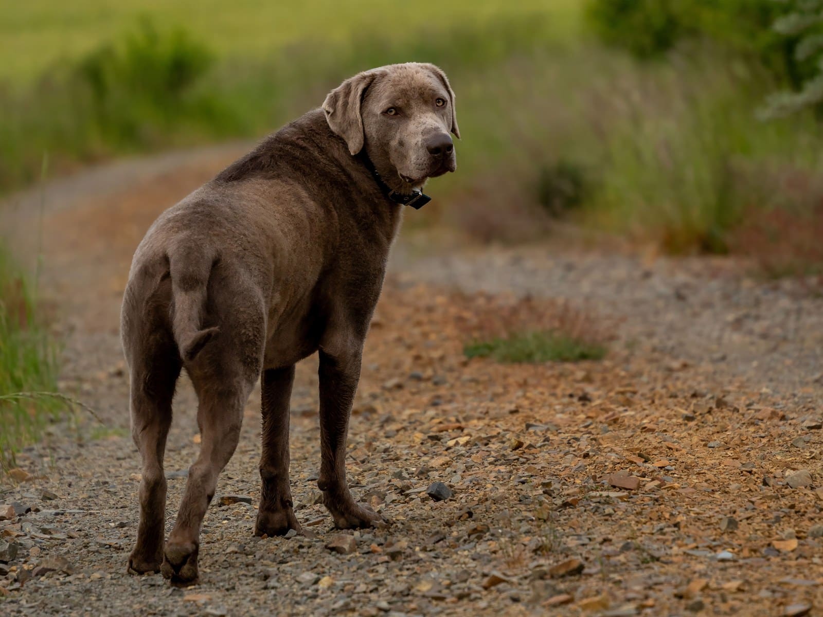 Chesapeake Bay Retriever