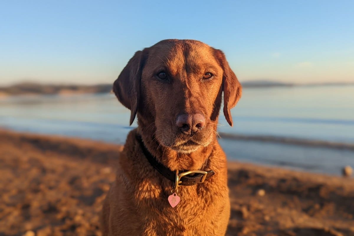 Chesapeake Bay Retriever – go4vet