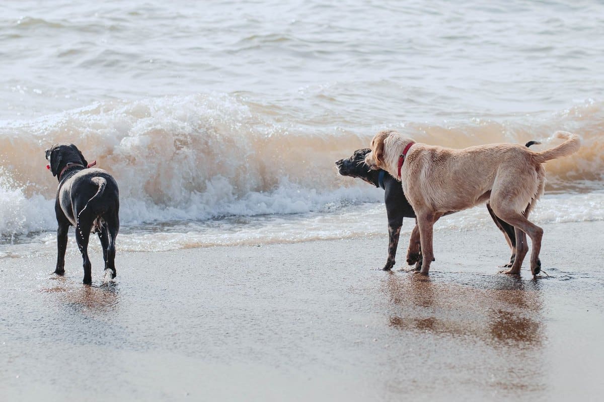 Chesapeake Bay Retriever – go4vet