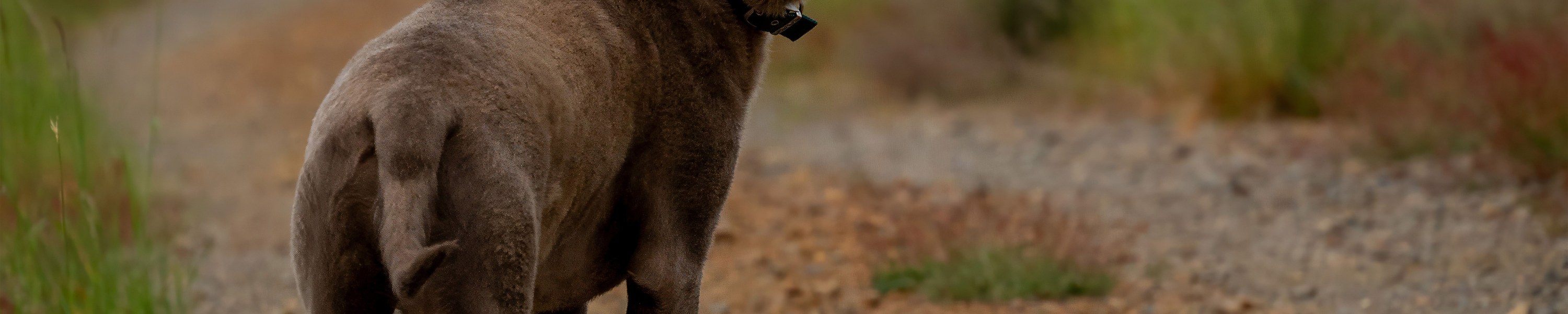 Chesapeake Bay Retriever