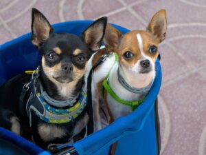 Chihuahua