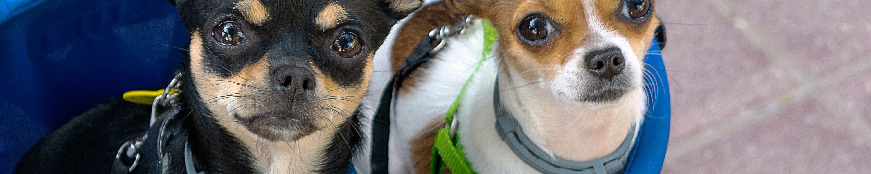 Chihuahua